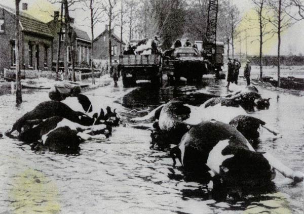 Laden van het verdronken vee op de Tholenseweg ter hoogte van de Konijnenberg.