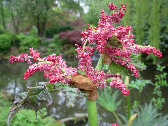 exotische bloemsoorten