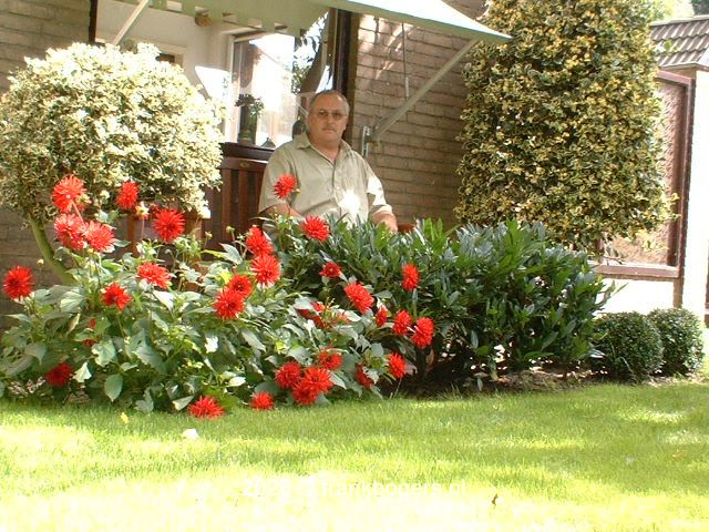 Frank Bogers tussen de fuchsia's in de tuin
