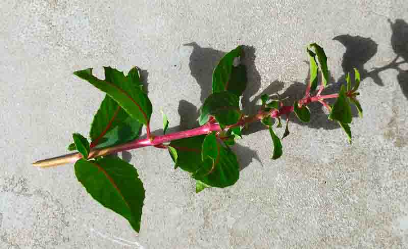 afleggers van de fuchsia plant