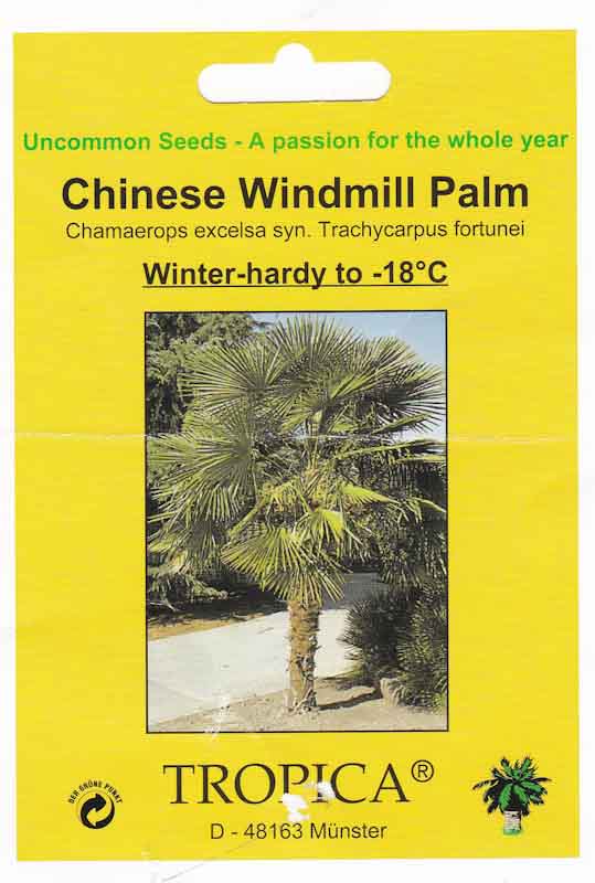 winterharde chinese palmbomen